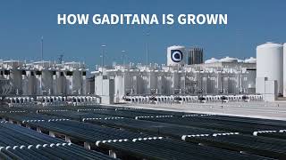 Gaditana Original How We Grow [upl. by Thacher]