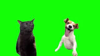 black cat zoning out and dog laughing meme green screen [upl. by Derina]