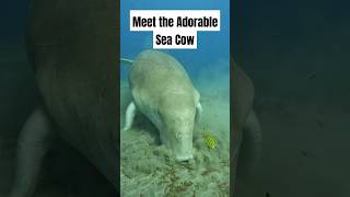 Meet the Dugong The Adorable Sea Cow You Never Knew Existed animals shorts [upl. by Tenneb]