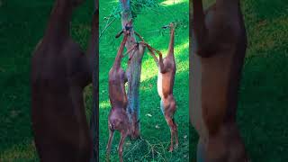 வித்தியாசமான மான்  Amazing Gerenuk Eating  Tamil Info Share shorts [upl. by Wardle396]