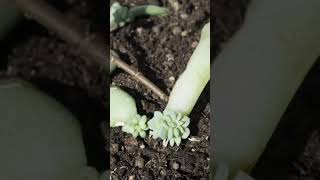 Echeveria propagation timelapse succulent timelapse echeveria plantcare plantlover [upl. by Sane368]