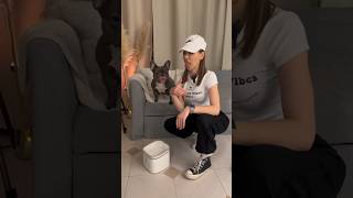 Cleaning Dog Bowl 😜 ASMR [upl. by Siraved300]