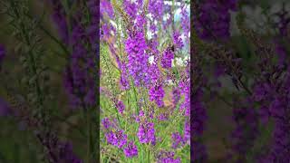 Toadflax Victoria Park London June 2024 [upl. by Powers807]