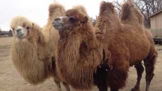 Bactrian camel [upl. by Fabrice]