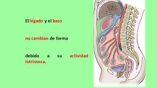 Embriología del peritoneo [upl. by Ilehs384]