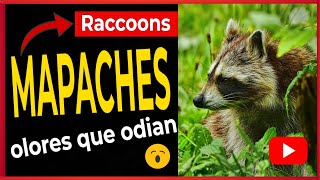 Raccoons OLORES que ODIAN los MAPACHES 🐼 [upl. by Chaiken284]