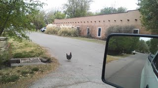 Tularosa New Mexico  Why Did The Chicken Cross The Road  Divine Mercy Sunday [upl. by Delogu768]