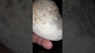 Best Agatized coral of todays hunt fossils michigan [upl. by Alliuqahs]