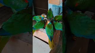 HMS Aviary  Blue Throated Conure Feeding time conure birdlovers birds [upl. by Kahcztiy231]