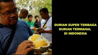 DURIAN SUPER TEMBAGA DURIAN TERMAHAL DI INDONESIA [upl. by Rebmetpes242]