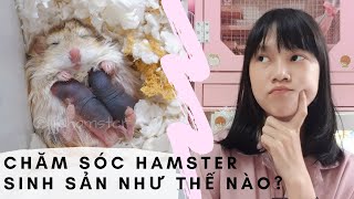 Chăm Sóc Hamster Đẻ  Không Phải Ai Cũng Nuôi Hamster Đúng Cách [upl. by Galer874]