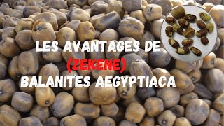 Les Avantages de zekene Balanites Aegyptiaca [upl. by Atterol]