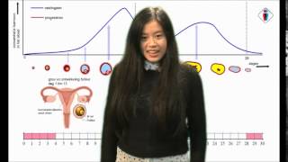 Biologie menstruatiecyclus [upl. by Margarita]