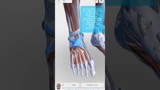 Visual Anatomy 3D  Facts about the Inferior extensor retinaculum of ankle foot anatomy [upl. by Gainor]