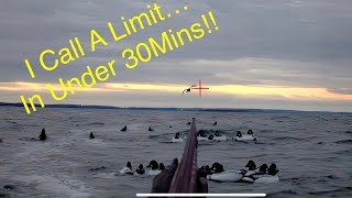 Under 30min Diver Limit  First Layout Hunt of 2023 duckhunting waterfowlhunting diverducks [upl. by Inait]