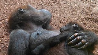 Gorillas und Sibirische Tiger Aljoscha und Alexa  Zoo Hannover [upl. by Sharos159]