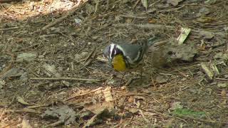 Yellowthroated Warbler Collecting Nesting Material [upl. by Nauqad]