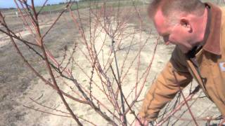 Pruning a TwoYear Old Peach Tree [upl. by Kenzi]