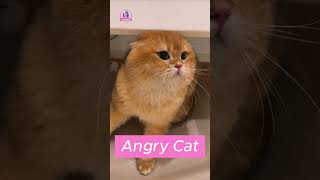 Angry Cat [upl. by Corabel1]