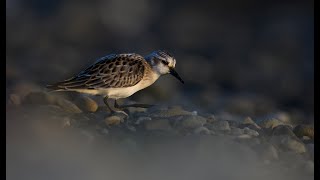 Red necked Stint [upl. by Llertnad]