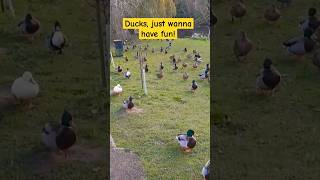 Ducks in HEACHAM are having fun [upl. by Zalucki]