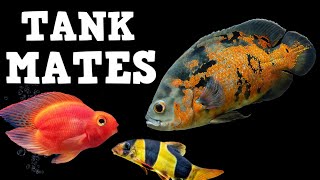 TOP 10 Tank Mates For Oscar Fish [upl. by Aennaej]