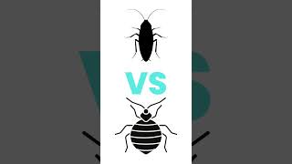 Roach VS Bed Bug  Which is Which roach bedbugs [upl. by Slinkman]