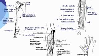 97 U Limb Radial nerve د أحمد كمال cxt [upl. by Droc898]