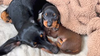 Family Diary Dachshund puppies 3 weeks old [upl. by Jeniffer]