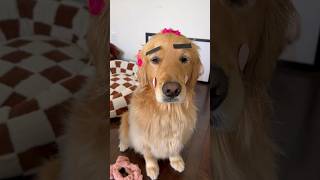 Dog makeup tutorial 💄 dogs dogshorts puppies makeuptutorial goldenretiever puppy dogvideos [upl. by Chancelor]