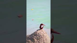 White throted kingfisherkingfisherbird birdphotography photography shorts wildlifesanjay [upl. by Hound816]