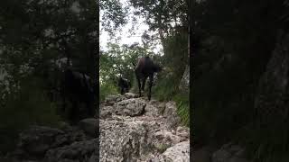 Cheval à vendre  Hongre Shagya X CVB  Vidéo 3  equirodicom [upl. by Drawde]