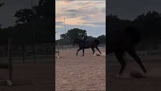 he tried to bolt in the last clip 😭💗 trending equestrian fyp shorts horse [upl. by Loeb169]