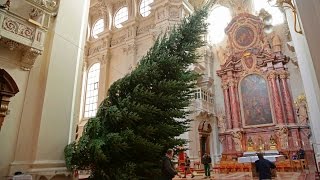 Der Christbaum für den Passauer Dom [upl. by Wooldridge206]