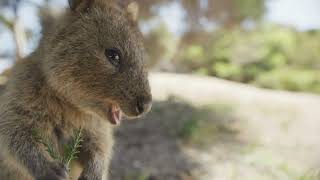 The Quokka The Happiest Animal on Earth quokka animals youtubevideo [upl. by Neicul]