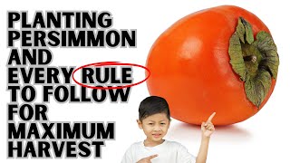 How To Plant Grow And Harvest Persimmon Trees  Get Maximum Harvest With Minimum Effort [upl. by Eenyaj]