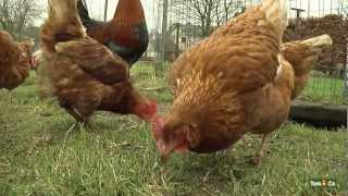 Votre poule pondeuse  Mes animaux de ferme  TomampCo [upl. by Mloc468]