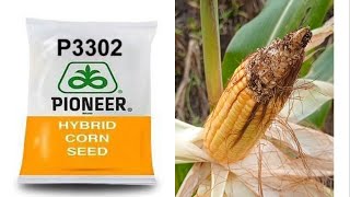 Pioneer p3302 maize पायोनियर p3302 मक्का after 80 days [upl. by Thorny]