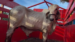 Cargando el toro gyr lechero para entregarselo a su nuevo dueño [upl. by Attiuqihc]