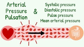 SystolicDiastolic Pressure Pulse Pressure Mean Arterial Pressure amp Transmission of Pressure Pulse [upl. by Hooper851]