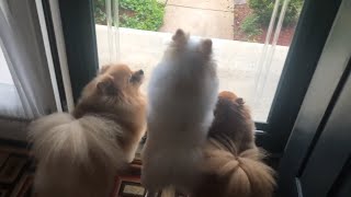 Funny pomeranian barking sounds  cute Pom dogs barking deer outdoor [upl. by Todd]