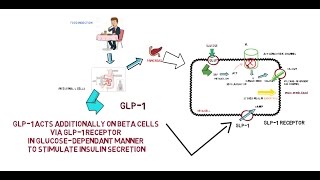 GLP1  Mechanism of Action [upl. by Albers]