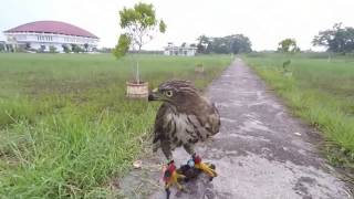 Hunting with crested goshawk quotspeedyquot [upl. by Reifnnej80]