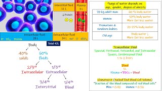 Intracellular fluid  Extra cellular fluid Chapter 25 part 1 Guyton and Hall Physiology [upl. by Wyatan384]