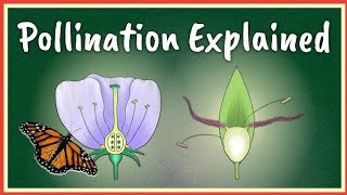 What is Pollination Types Explained [upl. by Atrebla533]