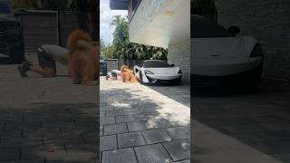 Helping my dog hunt for lizards goldendoodle funnydog cutedog [upl. by Dub588]