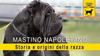 Mastino Napoletano  Storia e Origini della razza [upl. by Idell]