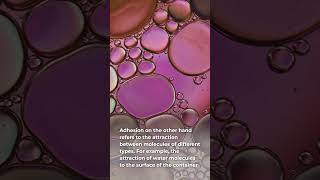 What is cohesion and adhesion in liquid shorts shortsvideo shortvideo [upl. by Anilatac]