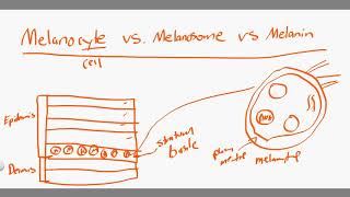 From Melanocyte to Melanoma [upl. by Laet]