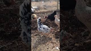 My Chicken Composters at Work Turning the Soil for free homesteading animals chicken garden [upl. by Cozmo787]